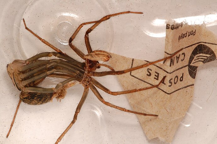 Giant housespider moulting. It resembles a facehugger from alien