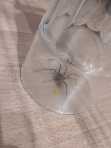 photo of an enormous spider trapped beneath a glass