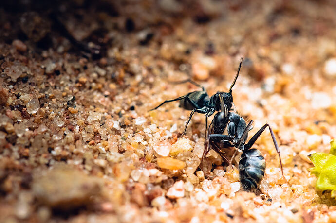 Photo of a spider that's grabbed an ant by the neck and is just sort of awkwardly dragging it around.
