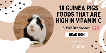 18-Guinea-Pigs-Foods-That-Are-High-In-Vitamin-C_-Banner-1536x768-3860936521