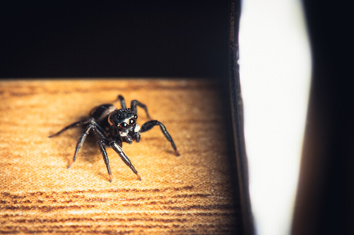 Tiiiny jumping spider hangin' out next to (comparatively) BEEEEEG light.