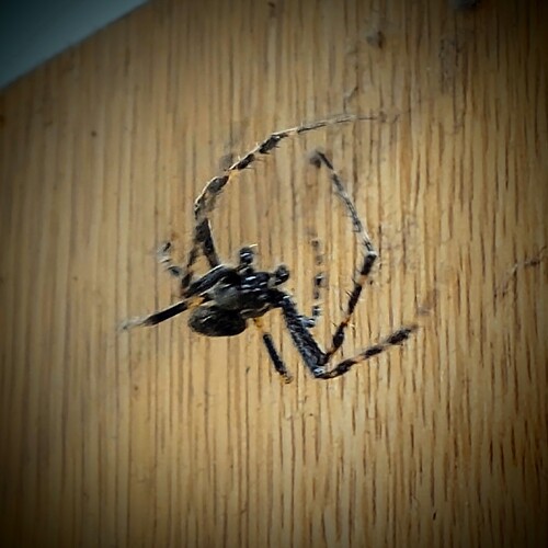 slightly blurry photograph of a very spiky looking spider