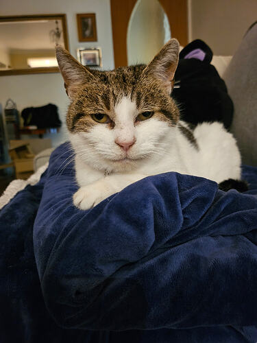 A picture of a white and tabby cat sitting on a folded blue blanket. Most of her body is white, her tabby markings above and around her eyes and on her ears. She has a pink nose, and one of her paws appears crossed over the other. She looks content, almost with a bit of a smirk.