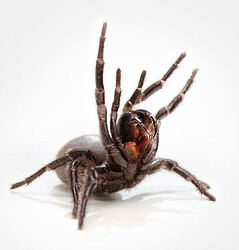A Sydney Funnel-Web Spider in an aggressive posture. Its enormous fangs are clearly visible.