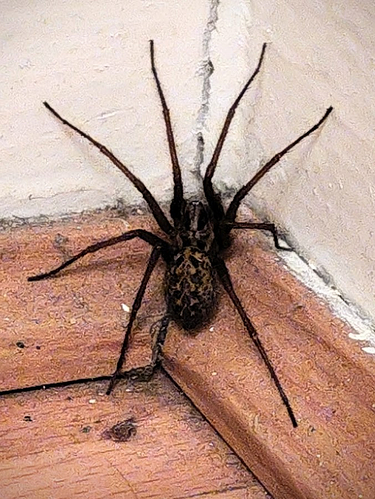 Photograph of a female(?) giant house spider, tucked into the corner of a room. It has vast, spindly legs, and a huge, bulbous abdomen with well-defined patterns. Atop its cephalothorax, its eyes glitter.