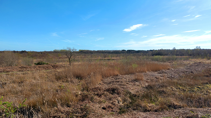 Photograph of open mossland beneath a clear blue sky. Small shrubs and trees are scattered throughout the wild grasses and moss.