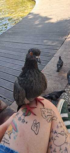 picture of a rock pigeon standing on Stenifer's leg. We can see several tattoo on her leg.