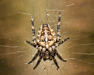 A garden spider with its legs pulled in tightly rests in the center of its web. The web's strands are neat and beautifully ordered