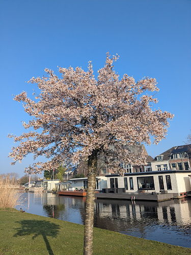 A cherry tree in full bloom on the edge of a park along the water.