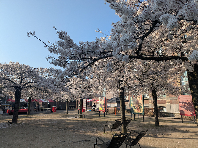Several blossoming cherry trees in a museum square.
