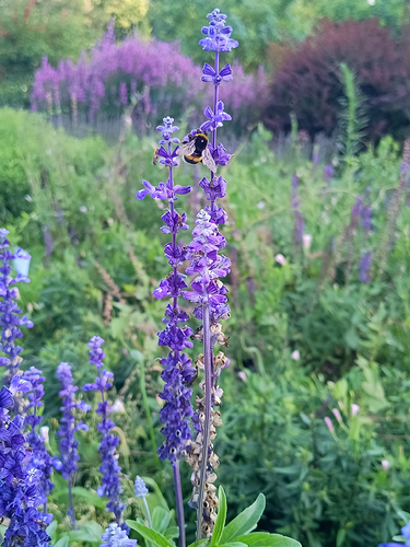 bumblebee