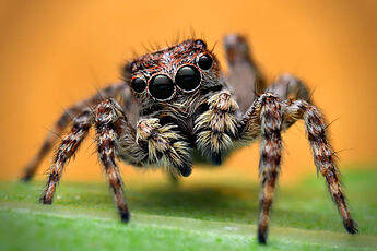 An adorable jumping spider staring at the camera with head cocked to one side. It has a brown and cream striped patterned coat, and extremely large eyes.