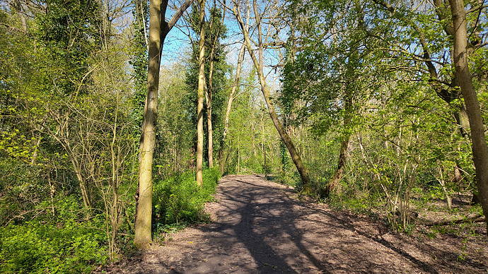 A dirt path stretches through vibrant green woods. The blue sky is visible through the treetops, as leaves are only freshly beginning to bud as winter turns to spring.