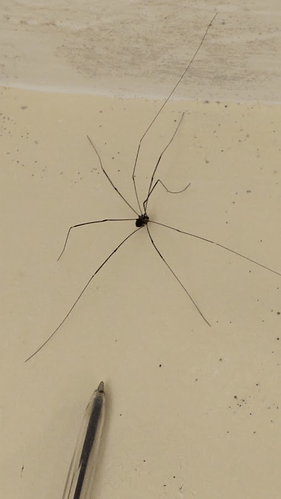 A truly gigantic harvestman vibing in the corner of a bathroom. There's mold. I should address it