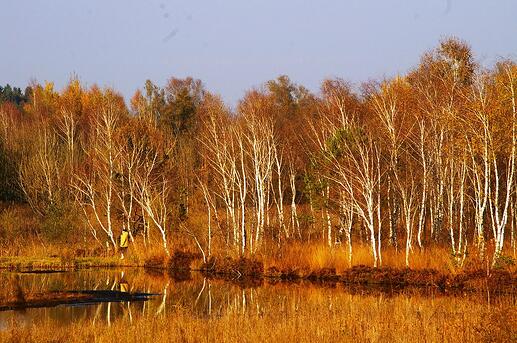 trees on the side of a lake or pond, deep into autumn, full of glorious golden and orange hues