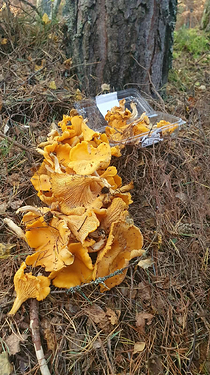 bunch of chanterelles lying on a forest ground