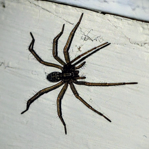 photograph of a tiny Giant House Spider on a wall