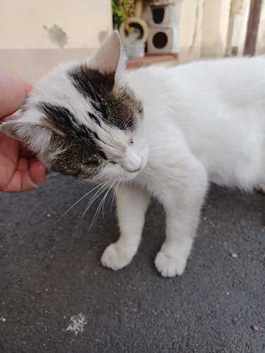 picture of a cat thoroughly enjoying some pets