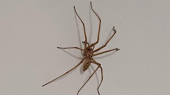 A giant house spider clinging to a wall. Its unnaturally long legs are covered in tiny hairs, and its pedipalps rest against the walls surface. Terrifying.