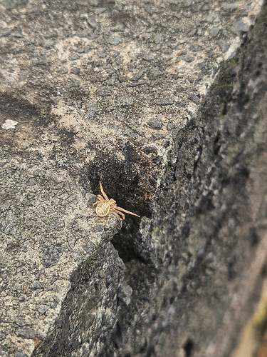 A tiny yellow spider on top of a big grey wall.