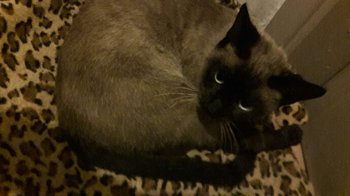 imagen_2025-12-09_233924153