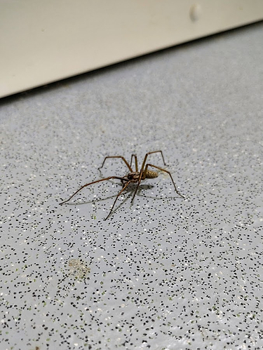 a large giant house spider, pictured on a dull grey bathroom floor. It measures maybe 5-6cm in legspan