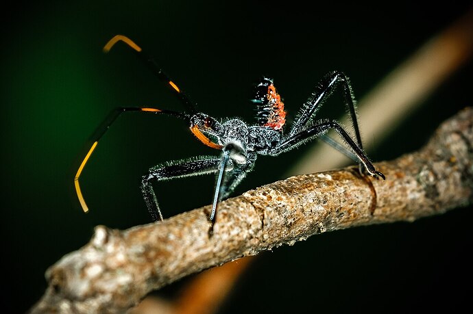 Wheel_BugNymph-_Grant_Peier