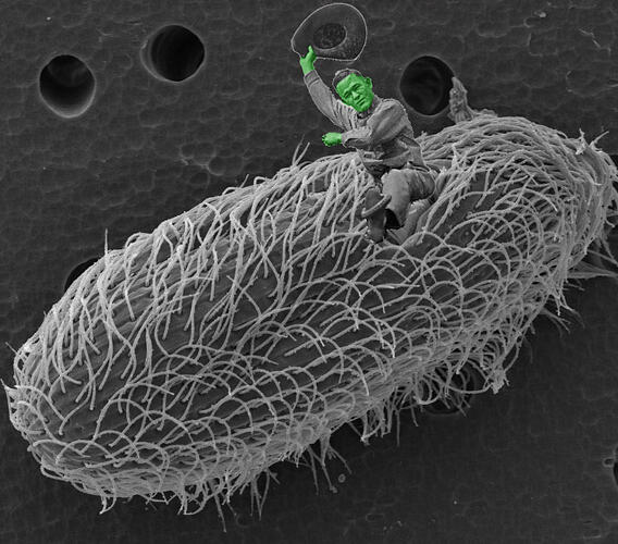 An electron microscope image of a freshwater ciliate, being ridden by a greenskinned cowboy, waving his hat over his head.