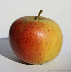 Photograph of a Cox apple. It has skin that features a lovely yellow to red gradient, with plenty of texture to it