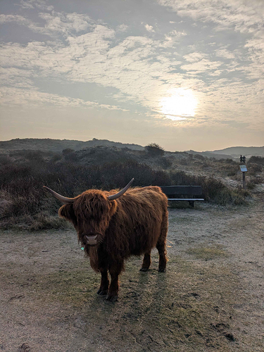 A cute highlander cow with a beautiful coat and long horns stands on a path, illuminated by the rising sun.