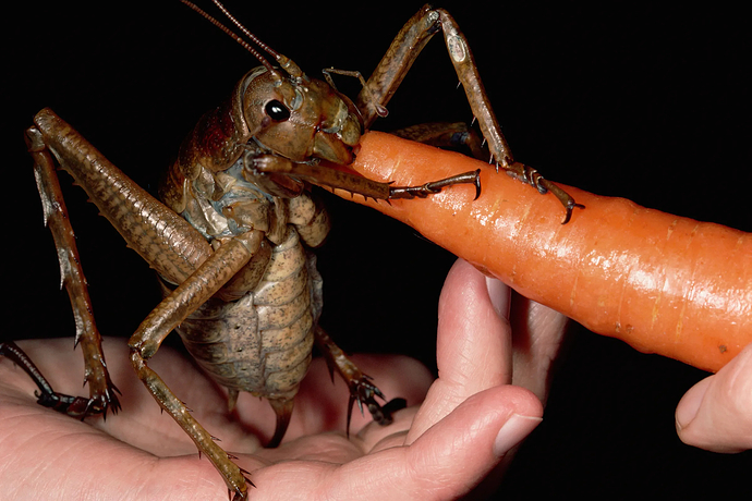 photograph of a Weta Beetle sat on a hand, happily eating a carrot. It Looks almost impossibly large for an insect, easily matching the span of the hand. It has a mottled brown colouration and spines across its body.