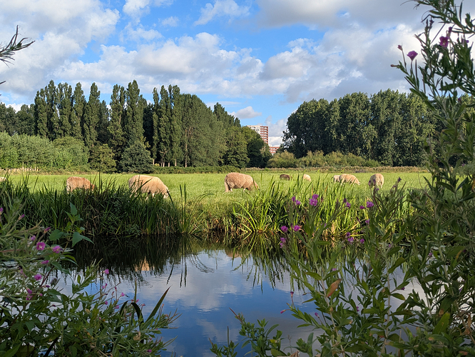 Picture of an idyllic pasture with some sheep.