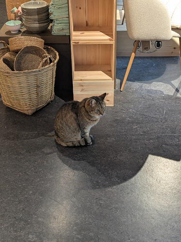 A cat sitting on the floor at the entrance of a store.